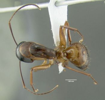 Media type: image;   Entomology 615178 Aspect: habitus dorsal view